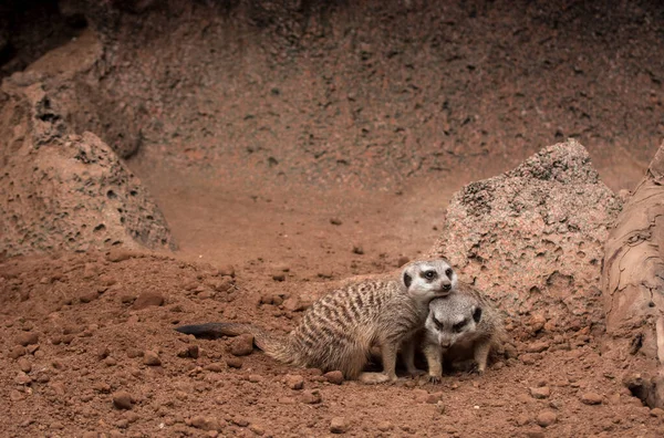 Meerkat Faccia Creatura Pensiero Premuroso Primo Piano — Foto Stock