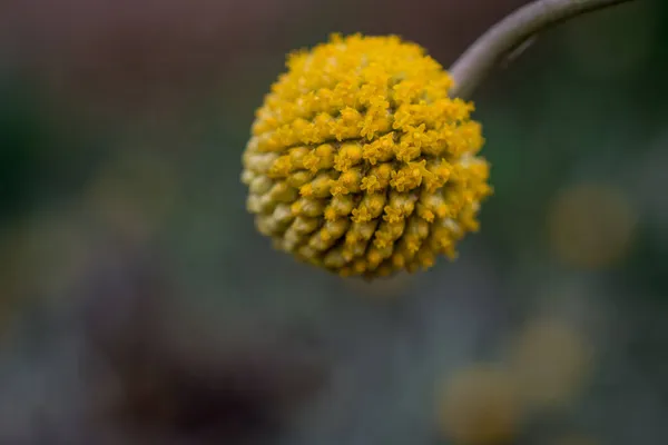 Blume Verschwommenes Muster Gelbe Blüten Hintergrund — Stockfoto
