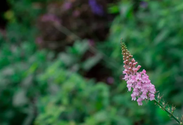 Ανθισμένα Astrantia Major Rosa Lee Masterwort Στον Καλοκαιρινό Κήπο — Φωτογραφία Αρχείου