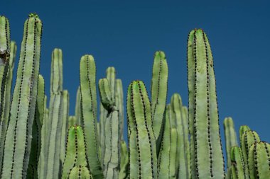 Pilosocereus pachycladus kaktüsü Tenerife, Kanarya Adası 'nda.