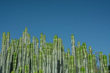 Pilosocereus pachycladus kaktüsü Tenerife, Kanarya Adası 'nda.