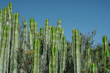 Pilosocereus pachycladus kaktüsü Tenerife, Kanarya Adası 'nda.
