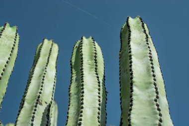 Pilosocereus pachycladus kaktüsü Tenerife, Kanarya Adası 'nda.