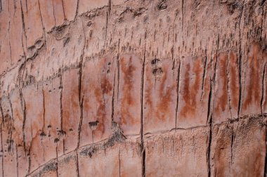 Doğal palmiye ağacı dokusu arkaplanı  