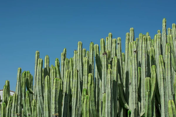 Pilosocereus Pachycladus Cactus Στην Τενερίφη Καναρίων Νήσων — Φωτογραφία Αρχείου