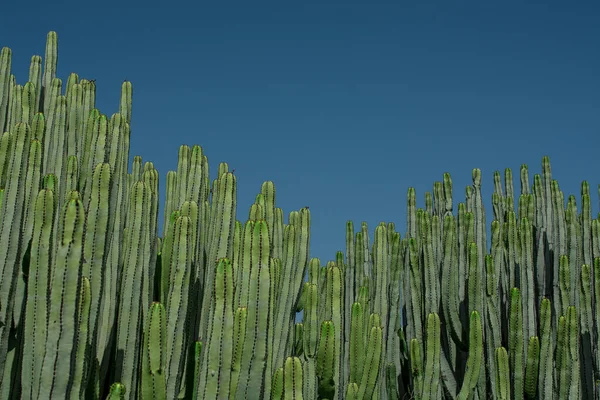 Pilosocereus Pachycladus Cactus Tenerife Canary Island — стокове фото