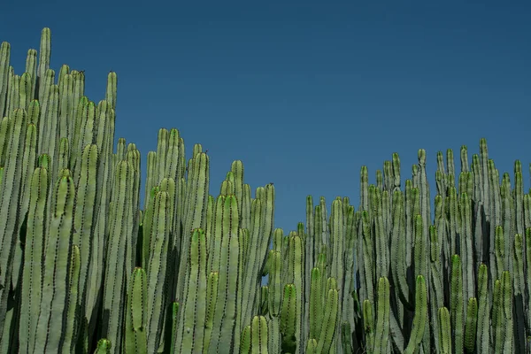 Pilosocereus Pachycladus Cactus Тенерифе Канарский Остров — стоковое фото