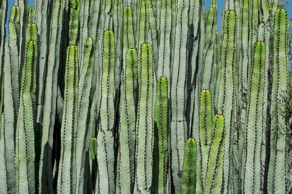Pilosocereus Pachycladus Kaktus Tenerife Kanárský Ostrov — Stock fotografie