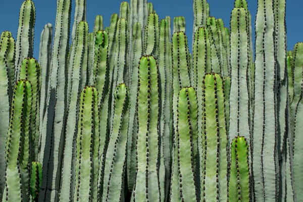 Pilosocereus Pachycladus Kaktus Tenerife Kanarieøen - Stock-foto
