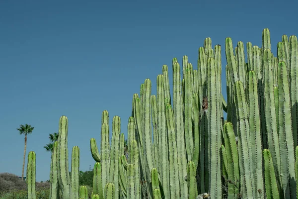 Pilosocereus Pachycladus Cactus Dans Région Tenerife Îles Canaries — Photo