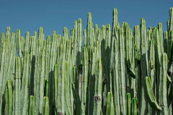 Pilosocereus Pachycladus Cactus Στην Τενερίφη Καναρίων Νήσων — Φωτογραφία Αρχείου