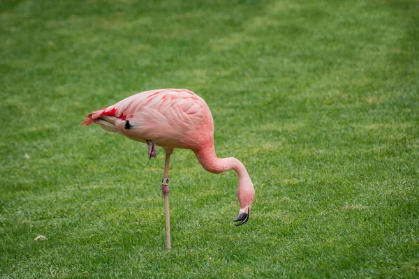 Hayvanat Bahçesindeki Pembe Flamingo — Stok fotoğraf