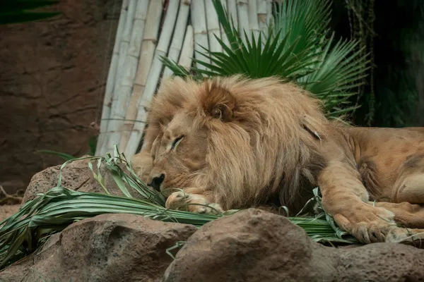 Shot Male Lion All His Glory Puerto Cruz — Stock Photo, Image