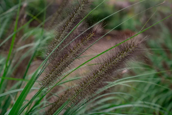 Spikes Foxtail Barley Hordeum Jubatum Garden — Stock Photo, Image