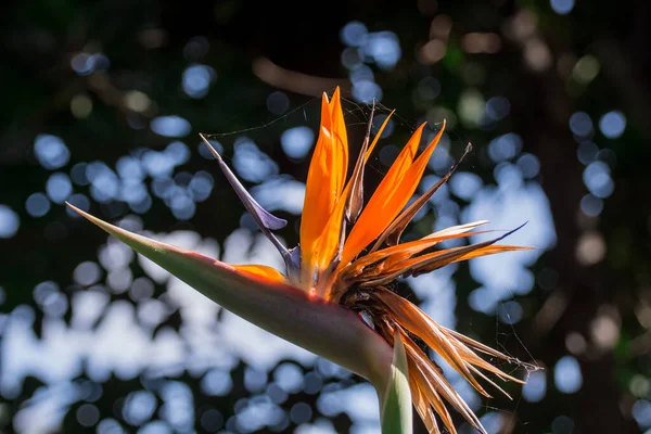 Strelitzia Reginae Flor Closeup Pássaro Paraíso Flor — Fotografia de Stock