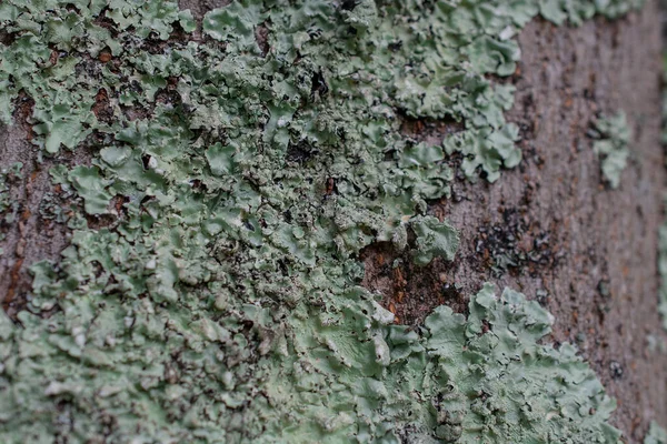 Vintage Texture Big Tree Skin Background — Stock Photo, Image
