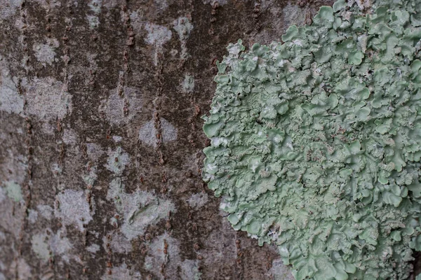 大树皮为背景的古色古香质感 — 图库照片