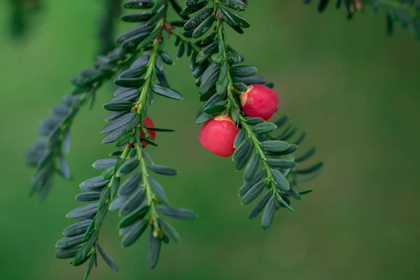 Yew Taxus Brevifolia Yeşil Arkaplanda Meyve Dalı — Stok fotoğraf