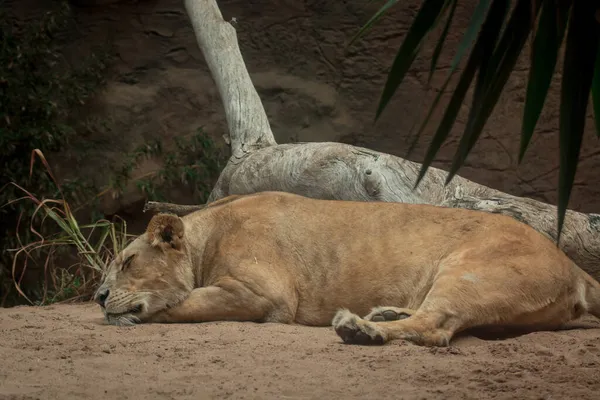 Eine Löwendame Loro Parque Teneriffa — Stockfoto