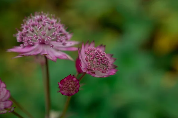 Blommande Astrantia Stora Rosa Lee Maskar Sommarträdgården — Stockfoto