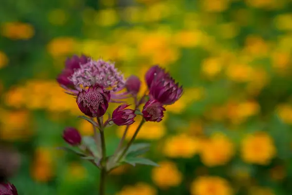 Blommande Astrantia Stora Rosa Lee Maskar Sommarträdgården — Stockfoto