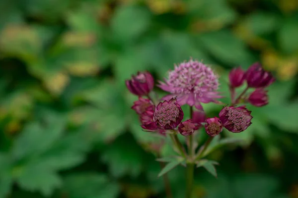 Çiçekli Astrantia Major Rosa Lee yaz bahçesinde ustalaştı.