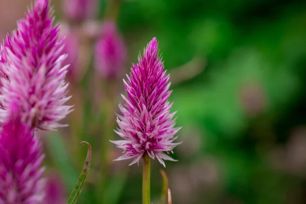 Fioritura Anice Gigante Issopo Agastache Foeniculum Estate — Foto Stock