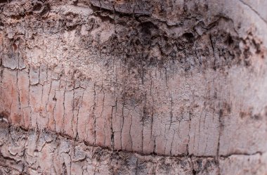 Doğal palmiye ağacı dokusu arkaplanı  