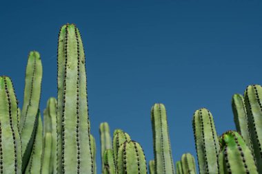 Pilosocereus pachycladus kaktüsü Tenerife, Kanarya Adası 'nda.