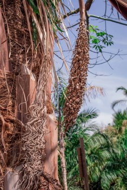  Arka planda yaprakları olan bir avuç içi