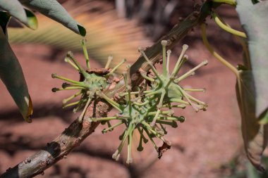 Makao Afrika 'dan Uncarina stellulifera bitkisine yakın. 