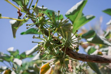 Makao Afrika 'dan Uncarina stellulifera bitkisine yakın. 