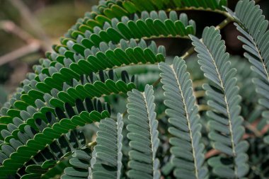 Palm ayrılmak doku arka plan için kapalı