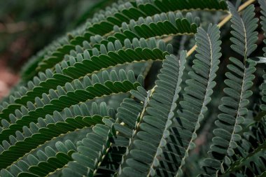 Palm ayrılmak doku arka plan için kapalı