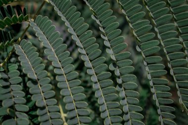 Palm ayrılmak doku arka plan için kapalı