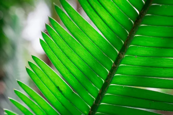 Palm Leaves Background Park — Stock Photo, Image