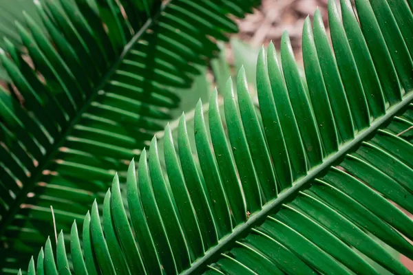 Palm Med Blad Bakgrund Parken — Stockfoto