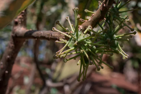 非洲红豆杉无花果科植物的近缘研究 — 图库照片