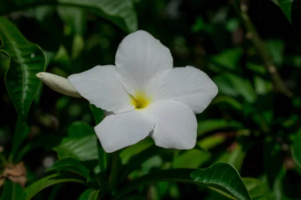 Sarı Beyaz Tropikal Plumeria Frangiapani Flo Yakın Çekim — Stok fotoğraf