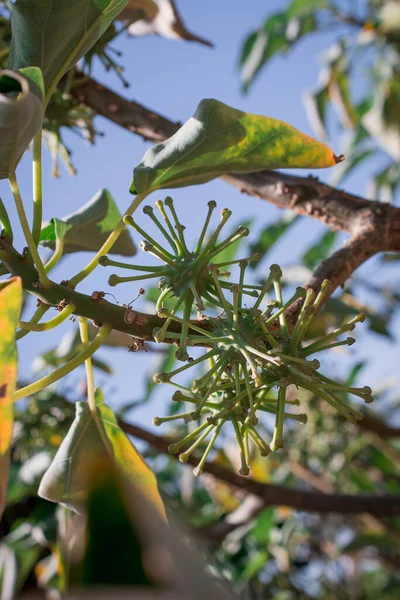 Закриття Рослини Uncarina Stellulifera Мадагаскару Африканської — стокове фото