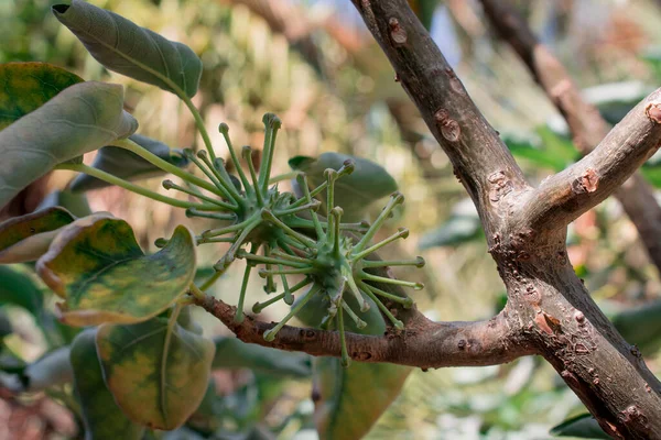Sluiten Van Uncarina Stellulifera Plant Uit Madagascar Africa — Stockfoto