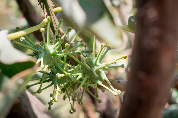 非洲红豆杉无花果科植物的近缘研究 — 图库照片