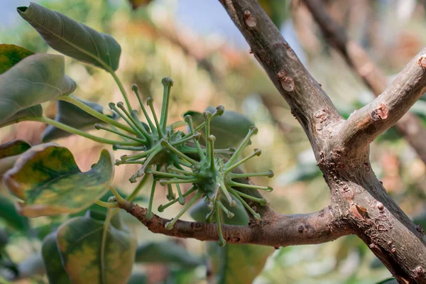 Закриття Рослини Uncarina Stellulifera Мадагаскару Африканської — стокове фото