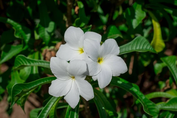 Sarı Beyaz Tropikal Plumeria Frangiapani Flo Yakın Çekim — Stok fotoğraf