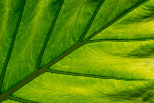 Stängt Upp Palm Lämnar Textur För Bakgrund — Stockfoto