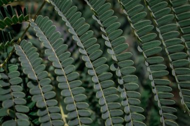 Palm ayrılmak doku arka plan için kapalı