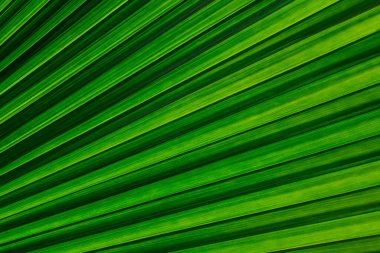 Palm ayrılmak doku arka plan için kapalı