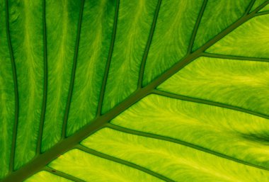 Palm ayrılmak doku arka plan için kapalı