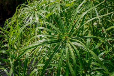 Cyperus rotundus hindistan cevizi-otu, Java otu, fındık otu, mor fındık