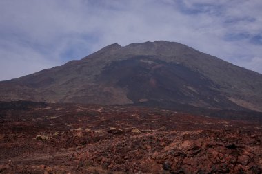 Arkaplan için büyük ağaç derisinden eski doku 